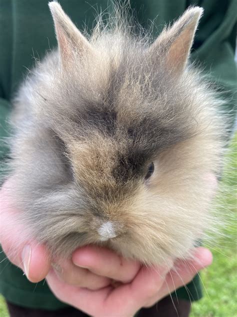 4 Photos Selling a Lionheadmeat rabbit. . Rabbits for sale